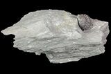 Wide, Enrolled Flexicalymene Trilobite In Shale - Ohio #67655-3